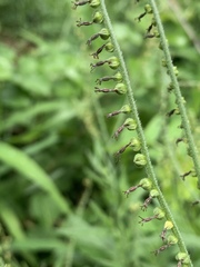 Heliotropium zeylanicum