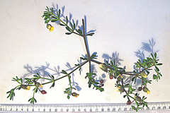 Roepera flexuosa