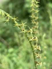 Heliotropium zeylanicum