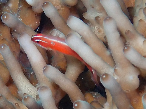 Eviota nigriventris observed 2025-09-19