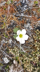 Oxalis enneaphylla