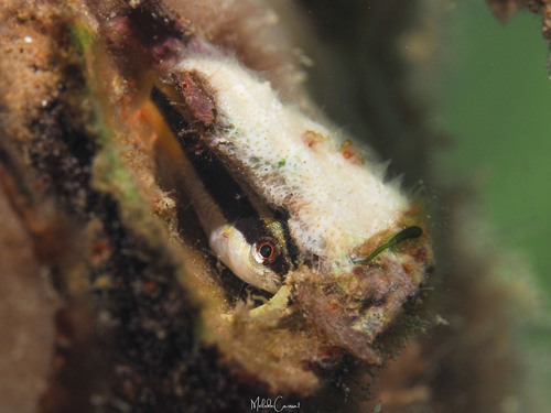 Wrasse blenny (Hemiemblemaria simulus) — Chaenopsidae