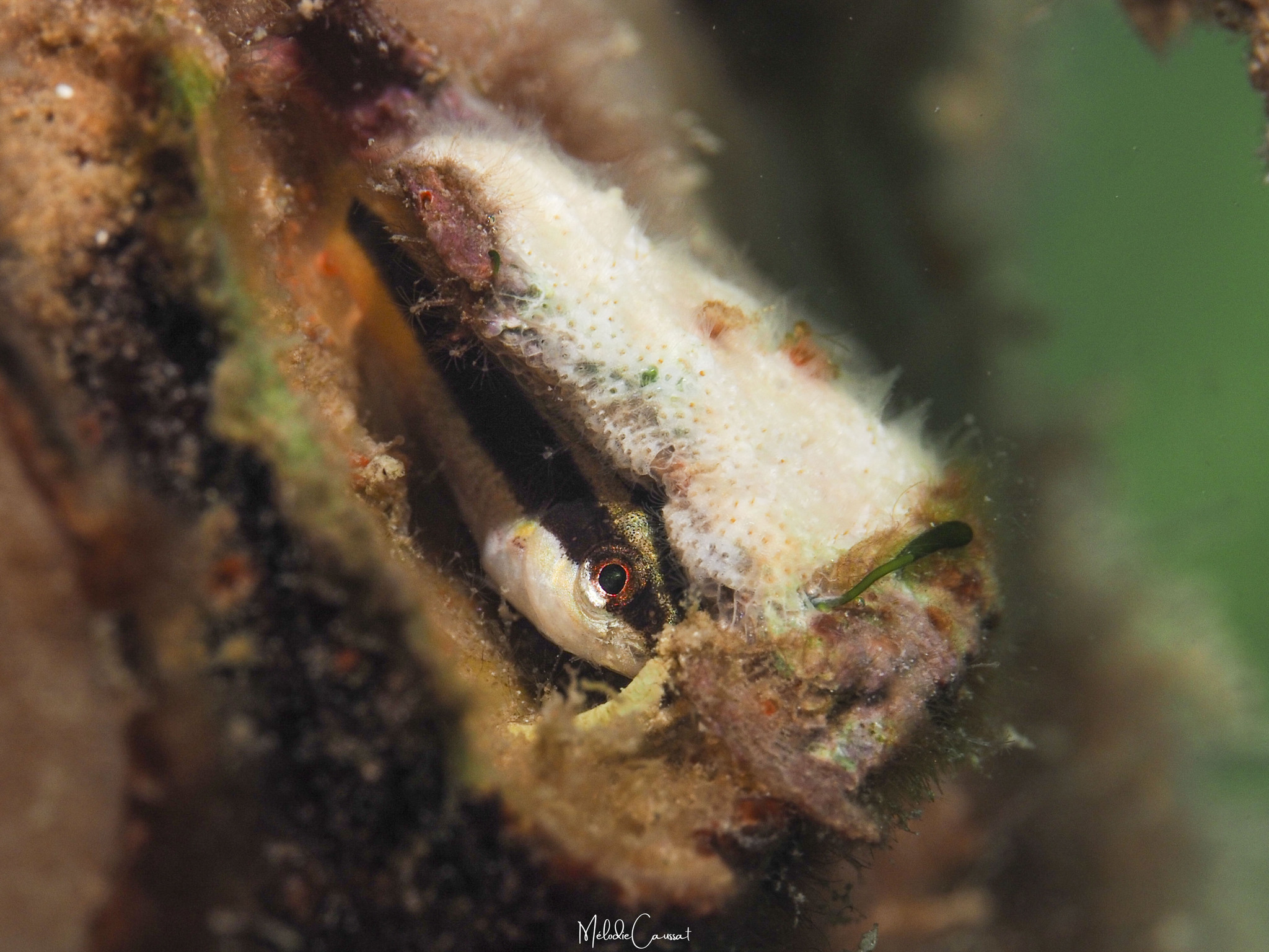Wrasse Blenny