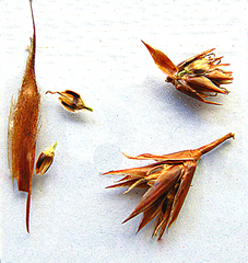 Thamnochortus muirii