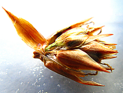 Thamnochortus muirii