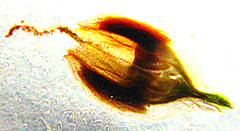 Thamnochortus muirii