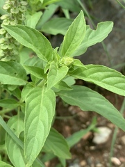 Ocimum americanum americanum