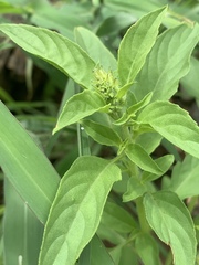 Ocimum americanum americanum