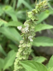 Ocimum americanum americanum