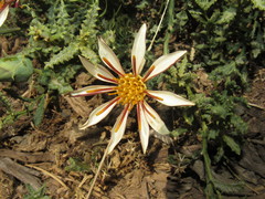 Mutisia sinuata