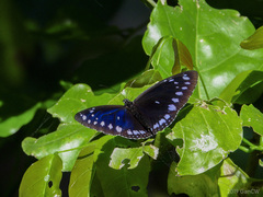 Euploea westwoodii