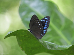 Euploea westwoodii