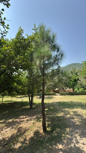 Pinus roxburghii, photographed by an iNaturalist contributor