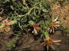 Mutisia sinuata