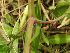 Dendryphantes mordax