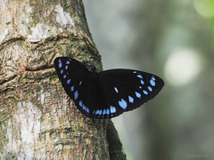 Euploea westwoodii