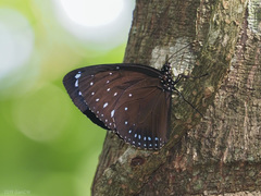Euploea westwoodii