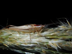 Conocephalus exemptus