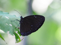 Euploea westwoodii