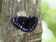 Euploea westwoodii