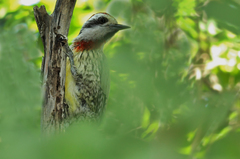 Xiphidiopicus percussus