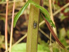 Dendryphantes mordax