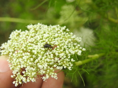 Horciasinus argentinus