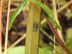 Dendryphantes mordax
