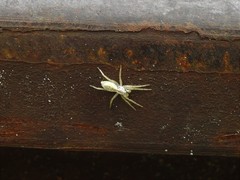 Arachosia praesignis