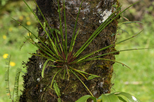 Ceratostylis observed 2025-09-30