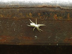 Arachosia praesignis