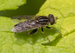 Anasimyia