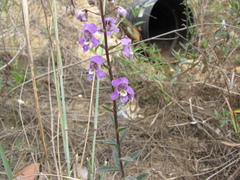 Angelonia ciliaris