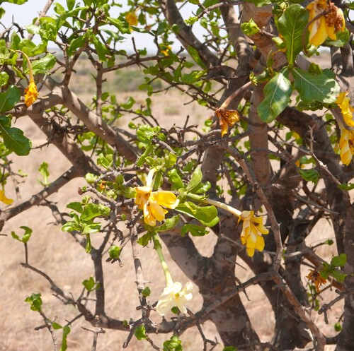 Bushveld Gardenia