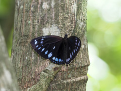 Euploea westwoodii