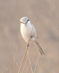 Lanius sphenocercus