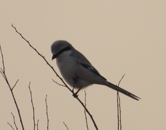 Lanius sphenocercus