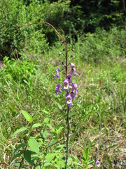 Angelonia ciliaris