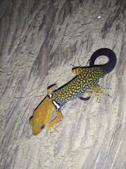 Gonatodes concinnatus