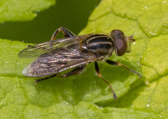 Anasimyia