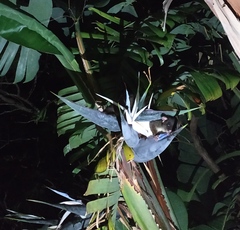 Pseudocheirus occidentalis