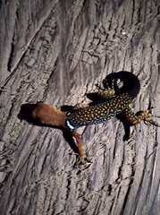 Gonatodes concinnatus