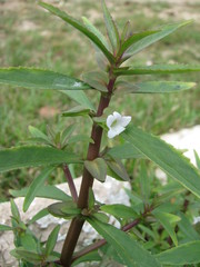 Bacopa lacertosa