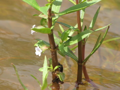 Bacopa lacertosa
