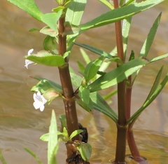 Bacopa lacertosa