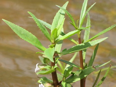 Bacopa lacertosa