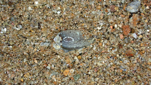 Oliva carneola observed 2025-09-28
