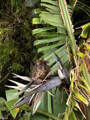 Pseudocheirus occidentalis