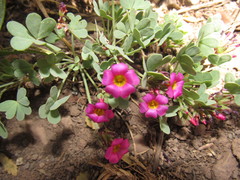 Oxalis squamata
