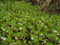 Bacopa repens